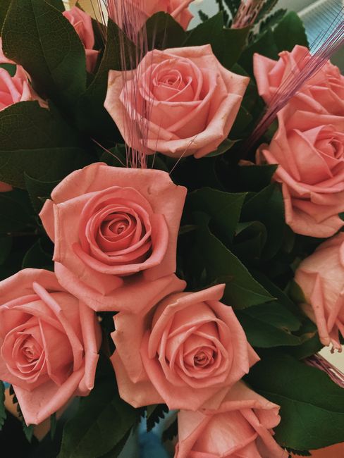 A close-up of a bouquet featuring multiple light pink roses with fully opened petals, surrounded by dark green leaves. The roses are arranged in a tight cluster, with some petals slightly overlapping,