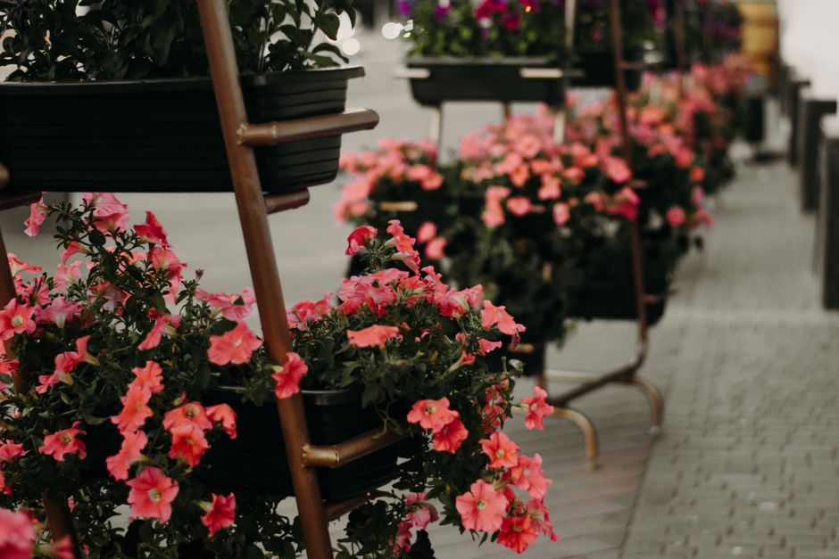 A row of potted pink petunias with vibrant, ruffled petals and dark green foliage, arranged on a tiered wooden plant stand positioned along a paved pathway. The flowers are in full bloom, with some bl