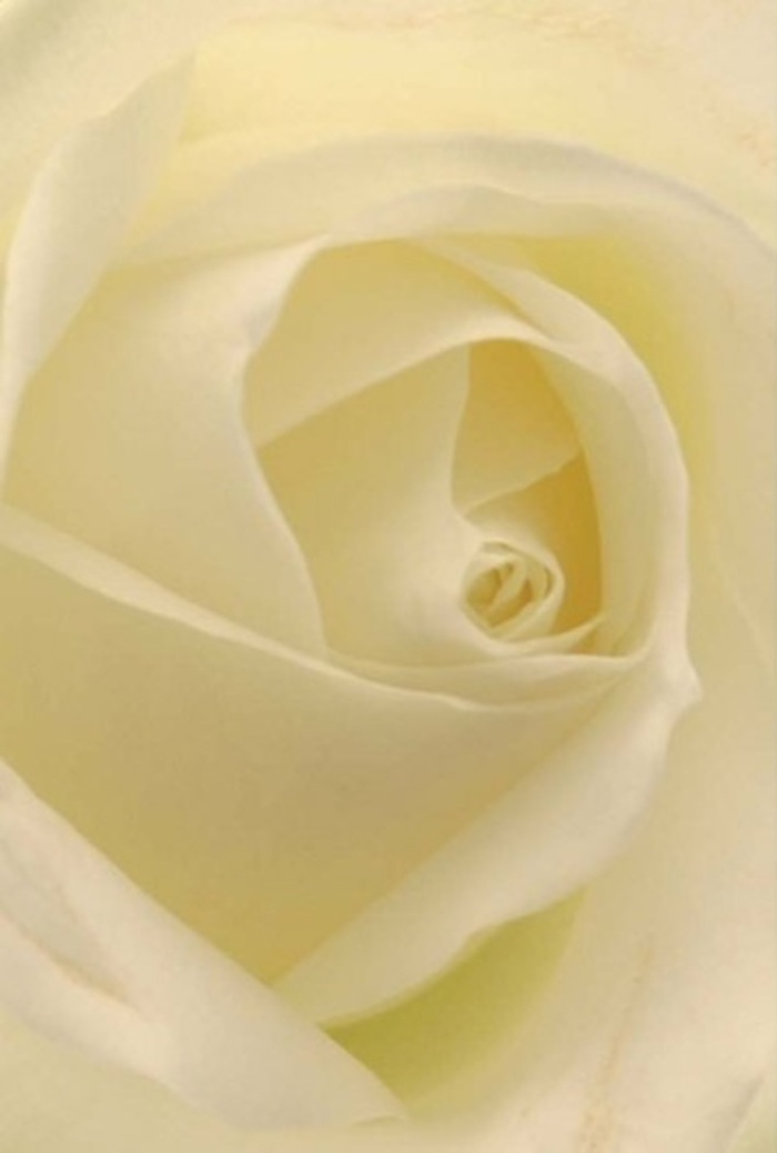 To behold this classic white rose up close, as arranged by a dedicated Thornton Heath florist, is to witness the gentle marvel of nature harmonized by expert hands. The bloom's centre spirals with elegant precision, each creamy petal gliding softly into the next, resembling the gentle breaks of morning light on the quiet paths near Beulah Road. The palette blends seamless shades of white and subtle cream, while soft, ambient light reveals both the tranquility and sophistication that make this rose a beloved favourite across Thornton Heath. The nearly transparent fringe of the outer petals hints at the flower's delicacy, contrasted by the strength of its finely layered core-a balance of purity and resilience. Light washes through the petals, illuminating their natural beauty as if the rose grows in the calm air just outside the doors of a local home. The overall feeling is serene and deeply appropriate for heartfelt occasions, from apologies and anniversaries to centrepieces at local celebrations. The scent is imagined as gentle, clean, and quietly uplifting, suited to any emotion one hopes to convey within the community. Every aspect of this bloom radiates artistry, serving as a reminder of Thornton Heath's rich tradition of floral excellence.