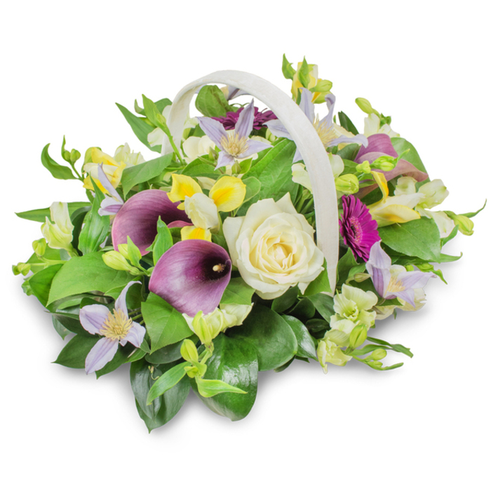 The photograph captures a refined funeral flower basket set against a flawless white backdrop, allowing every petal and leaf to be seen with clarity. The container is a light, cream-coloured woven basket with a pronounced, arching handle that curves elegantly above the arrangement, its gentle texture giving a hand-crafted feel familiar to those who visit local florists near Thornton Heath High Street. From this basket, a rounded, abundant composition overflows, evoking the look of a carefully tended garden. At its centre stands a single, fully open creamy white rose, the petals tightly layered yet soft at the edges, radiating a sense of purity and loving remembrance. Embracing this focal bloom, two deep purple calla lilies extend upward and outward, their sleek trumpet forms and rich plum tones bringing contemporary finesse and a note of solemnity suited to a farewell service. Woven throughout the display are light lavender and pale lilac clematis flowers, each star-shaped bloom with a delicate yellow centre that introduces a gentle, airy rhythm to the piece. Pockets of bright yellow and white blossoms-reminiscent of freesia or alstroemeria-nestle between the larger flowers, dotting the arrangement with hints of sunshine and hope. A single magenta gerbera daisy, visible on the right, offers a striking flash of fuchsia, symbolising perhaps the individuality and vibrancy of the life being honoured. Surrounding and supporting the blooms is a verdant mass of foliage: broad, glossy green leaves alongside finer, lighter sprigs build a rich, layered base. Soft, even lighting casts a faint shadow beneath the basket, giving the arrangement dimension and presence. This carefully balanced tribute feels ideal for sending condolences across Thornton Heath, from homes off Brigstock Road to quiet church gatherings, expressing sympathy with elegance and heartfelt care.