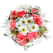 A vivid bouquet styled by a Thornton Heath florist, this arrangement glows with the spirit of renewal and affection, perfect for celebrating milestones or simply unveiling a bit of cheer in a friend's home near Bensham Manor. Viewed from above, the bouquet features radiant white daisies surrounded by exuberant coral-pink carnations, their petals plush and joyous against a smooth white backdrop that amplifies every hue. Baby's breath, delicate and cloud-like, drifts between the main blooms, creating a sense of airiness and abundance, while cool eucalyptus leaves and rich green sprigs bring balance and subtle fragrance reminiscent of open spaces like Norbury Park. Here and there, slender alstroemeria buds hint at the promise of tomorrow's blooms, painted with graceful traces of mauve and pink. Every blossom and leaf has been carefully curated for both visual beauty and tactile intrigue: velvet blossoms, silvery greens, and soft fronds mingle in a dance of colour and light. This bouquet embodies kindness, gratitude, and that gentle Thornton Heath optimism-crafted to illuminate birthdays, anniversaries, or any moment worth making special, all with reliable local delivery.